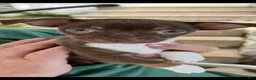 Mixed Breed dogs for sale: Mixed Breed 2 - Ad 1
