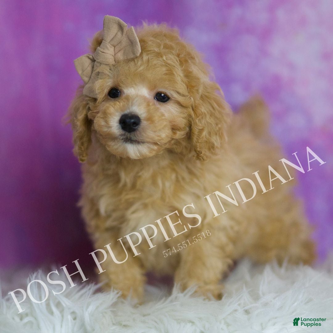 Toy Poodle dogs Tabasco - Ad 31