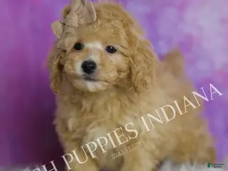 Toy Poodle dogs Tabasco - Ad 31