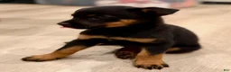 Mixed Breed dogs for sale: boy 7 Taz - Ad 4