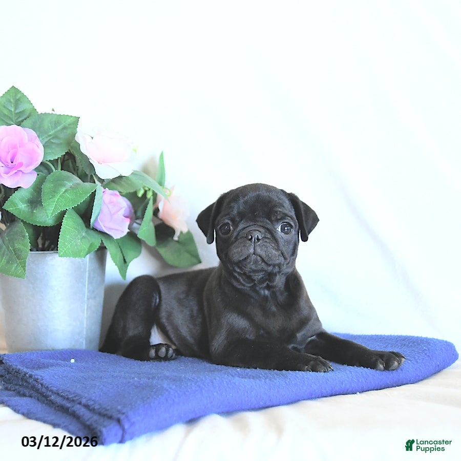 Mixed Breed dogs Hershey - Ad 2