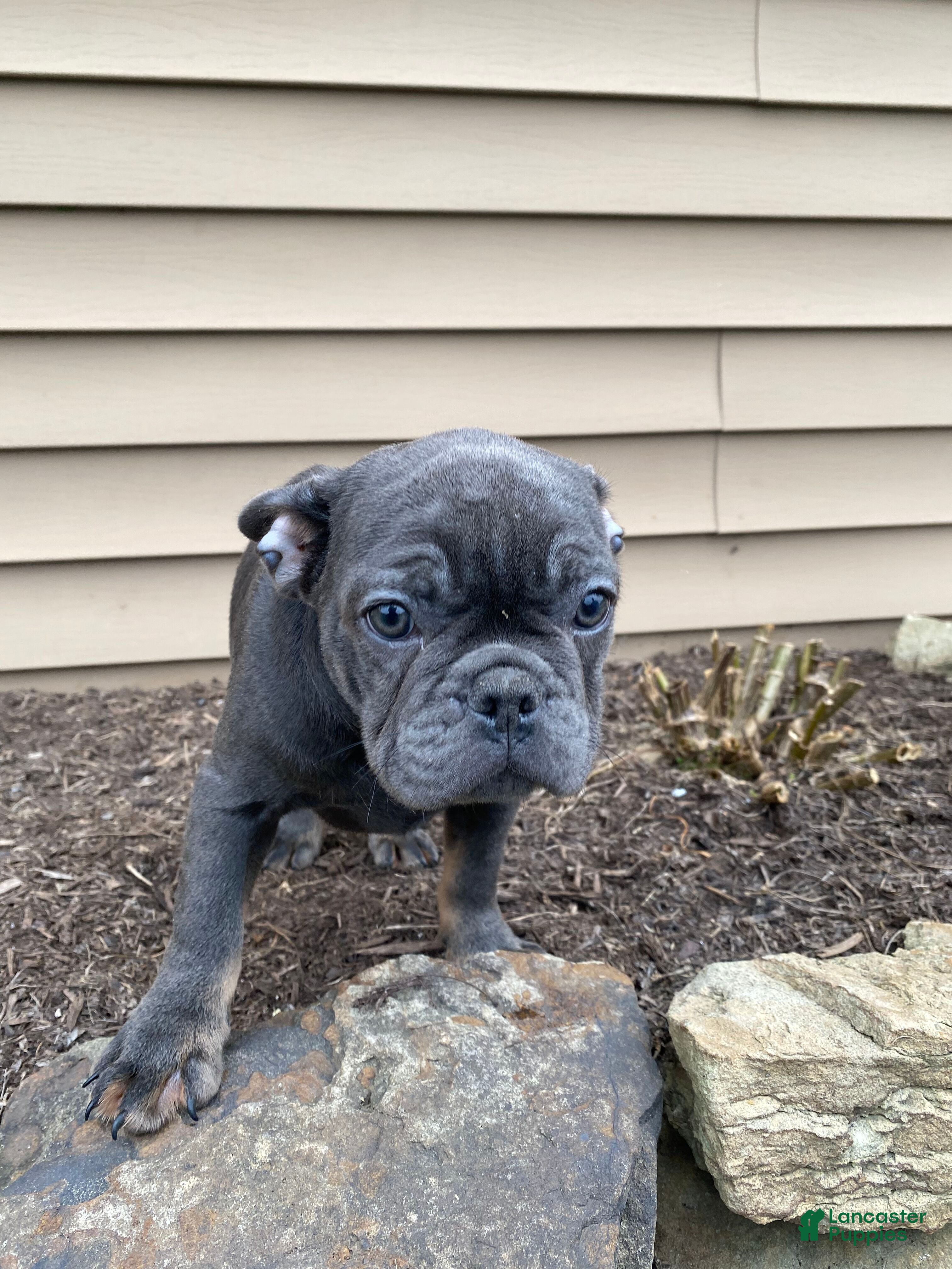 French Bulldog dogs Mork - Ad 2