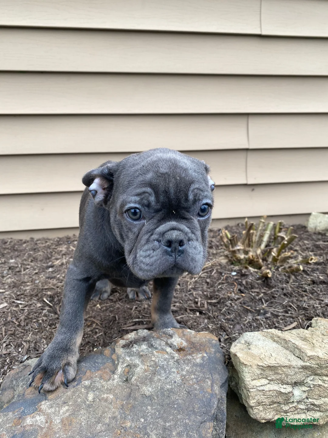 French Bulldog dogs for sale: Mork - Ad 2