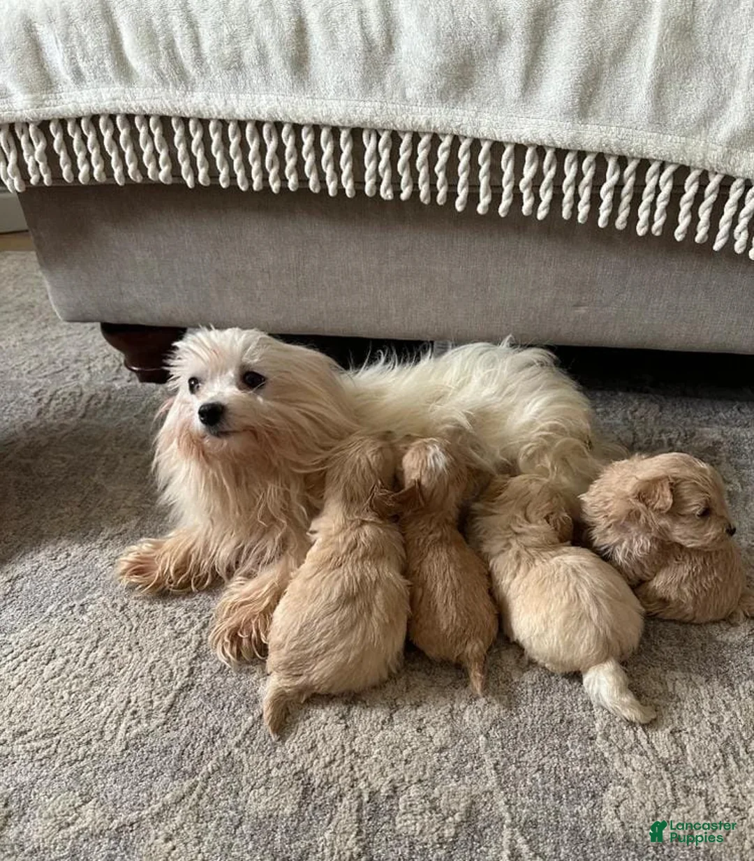 Maltipoo dogs for sale: Dave - Ad 2