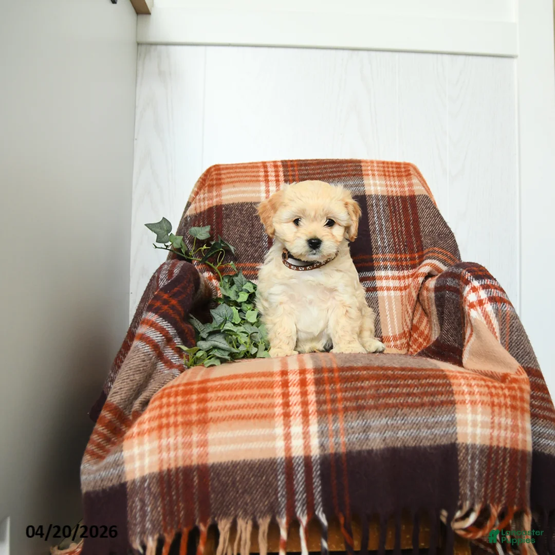 Cavachon dogs for sale: Kevin - Ad 1