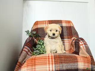 Cavachon dogs for sale: Kevin - Ad 2