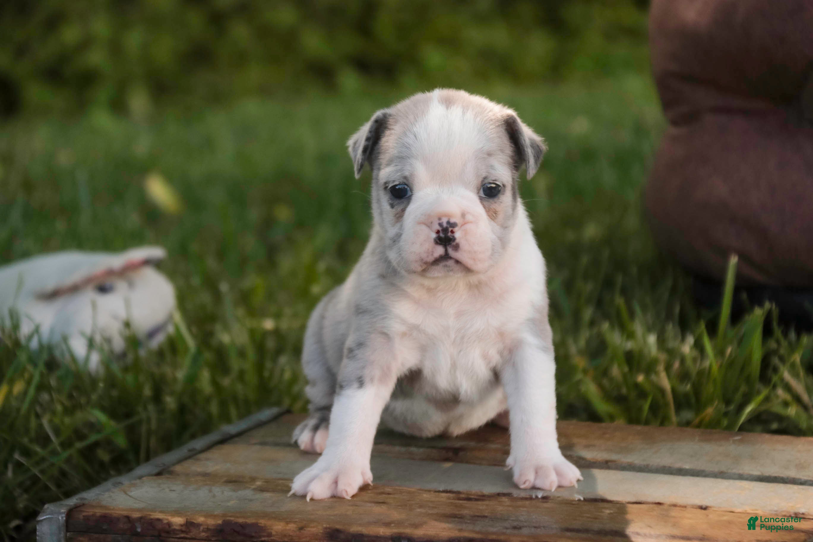 Mixed Breed dogs Splendor Victorian Bulldog - Ad 2