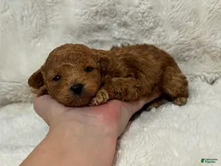 Toy Poodle dogs Teddy - Ad 19