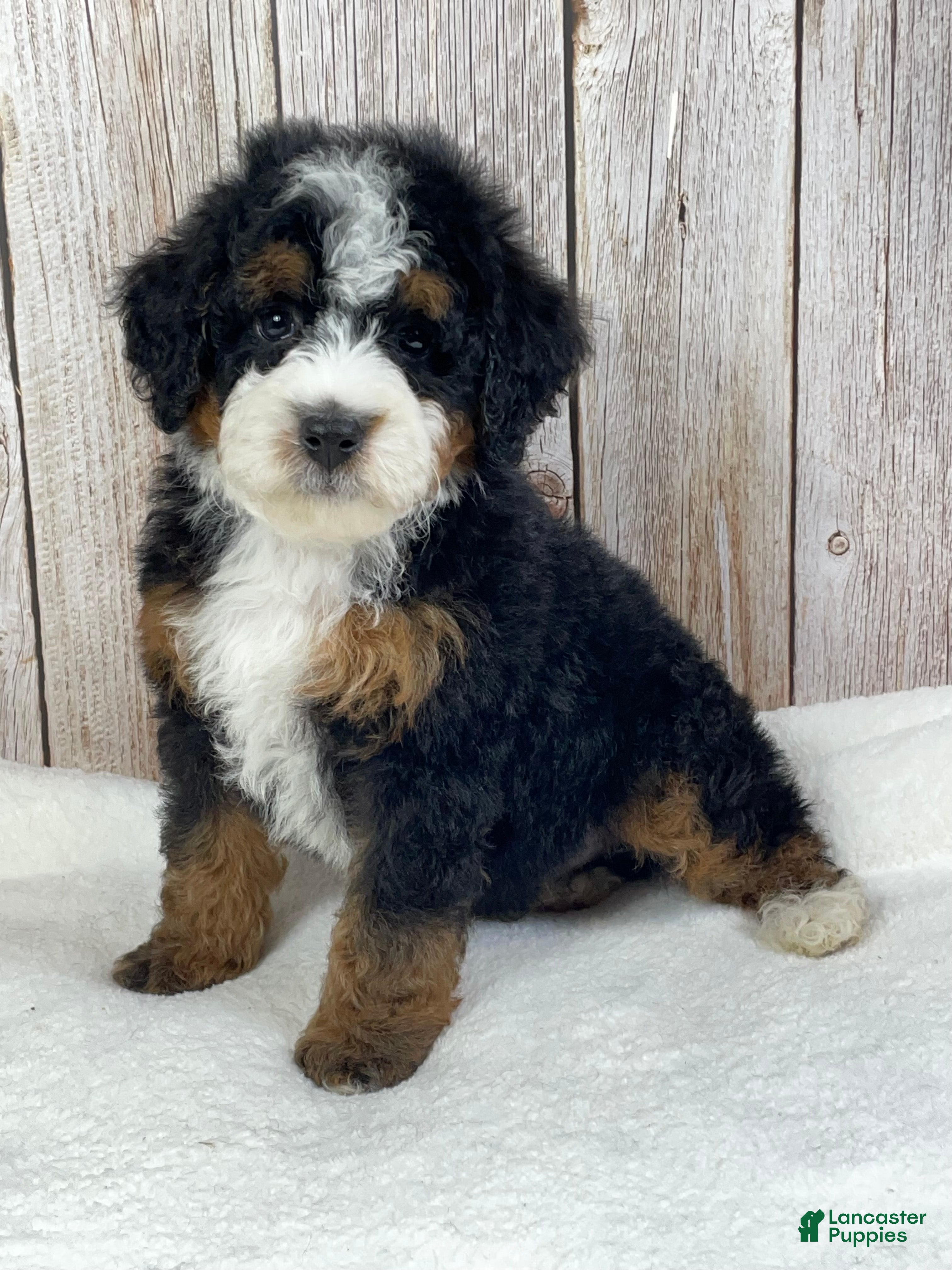 Mini Bernedoodle dogs Toffee Mini Bernedoodle - Ad 1