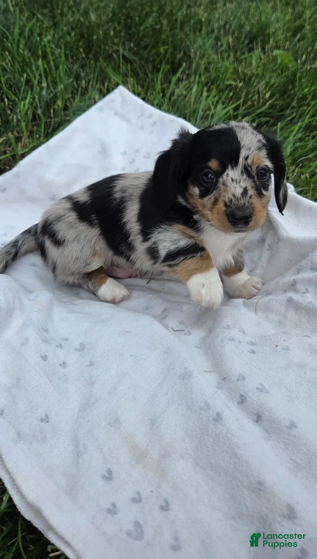 Miniature Dachshund dogs for sale: Smokie - Ad 2