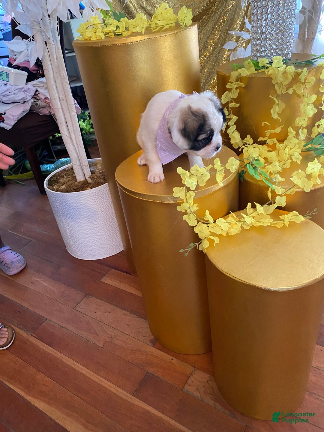 French Bulldog dogs for sale: Sage  - Ad 9