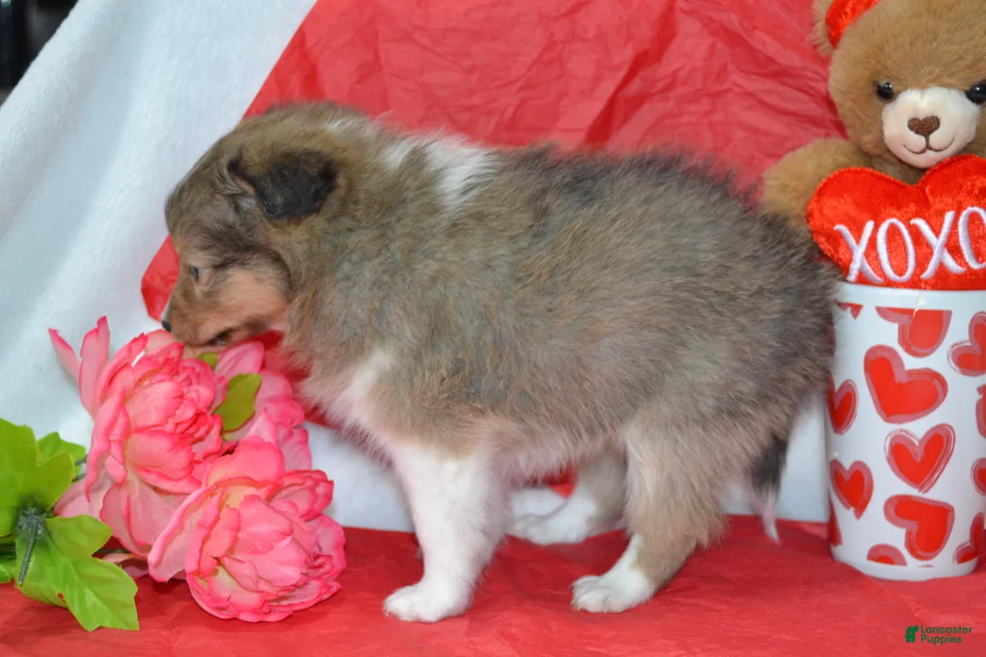 Shetland Sheepdog dogs for sale: Kalila - Ad 8