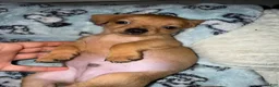 Mixed Breed dogs for sale: Gizmo - Ad 6