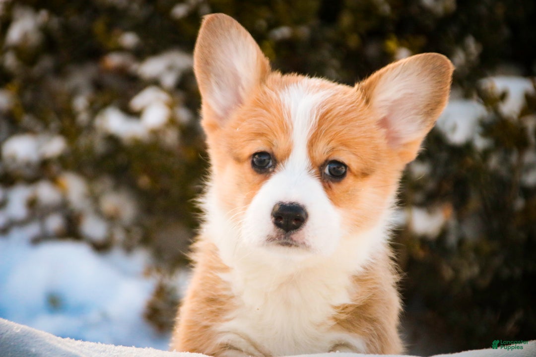 Welsh Corgi Pembroke dogs for sale: Gwen - Ad 5