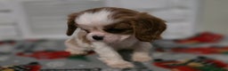 Cavalier King Charles Spaniel dogs for sale: Cavalier King Charles Spaniel Puppy 4 - Ad 4
