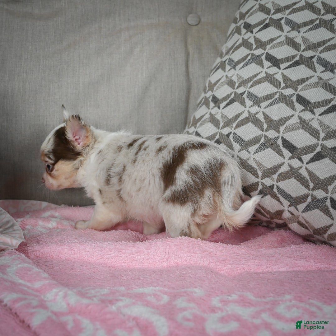 Chihuahua dogs for sale: Winnie - Ad 10