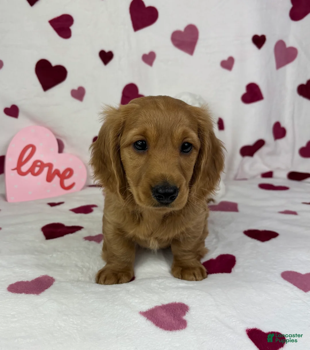 Miniature Dachshund dogs for sale: Delilah  - Ad 5