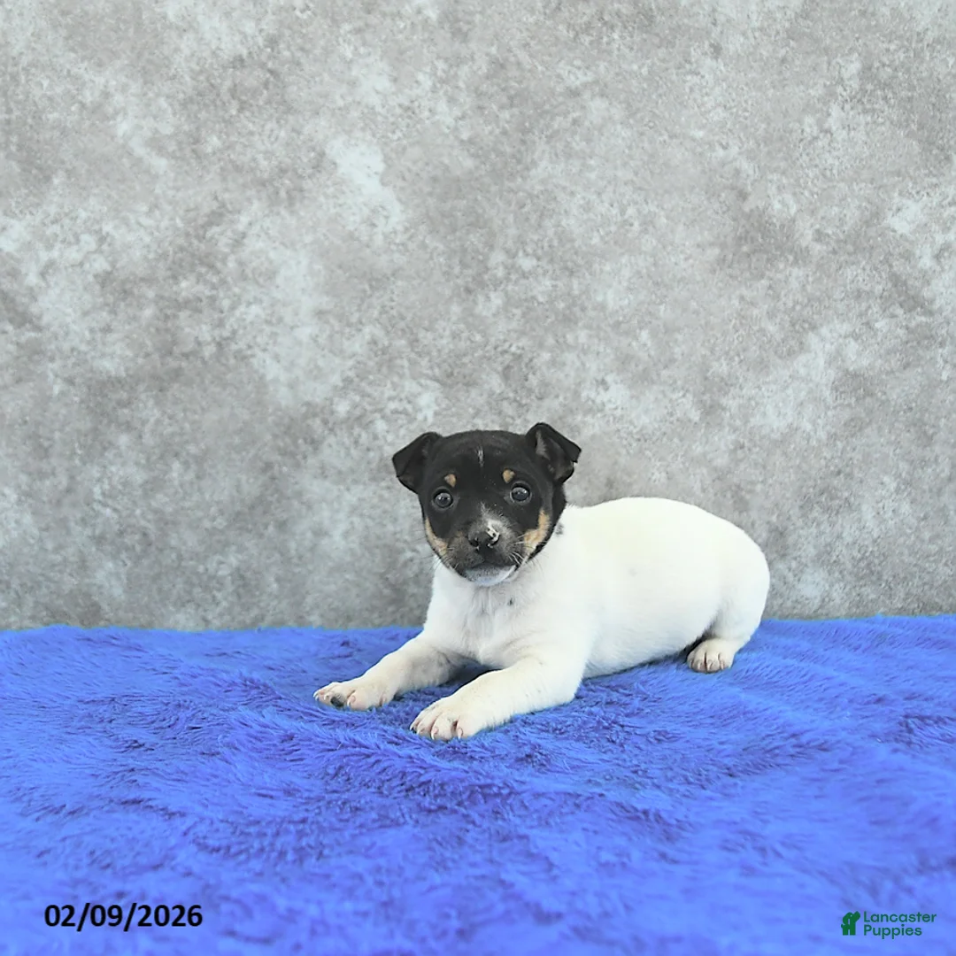 Mixed Breed dogs for sale: Theo - Ad 2
