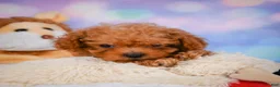 Cavapoo dogs for sale: Dan - Ad 4