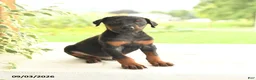 Doberman Pinscher dogs for sale: Anders - Ad 3