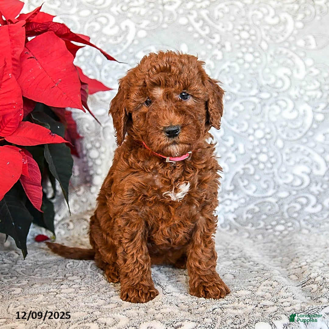 Mini Goldendoodle dogs for sale: Robin - Ad 1