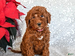Mini Goldendoodle dogs Robin - Ad 4