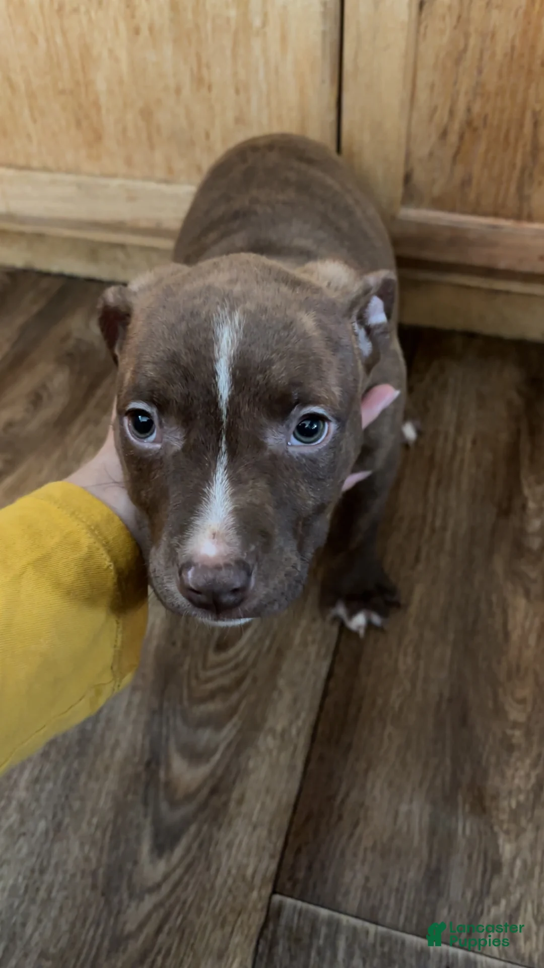 Mixed Breed dogs for sale: Mixed Breed Puppy 1 - Ad 1