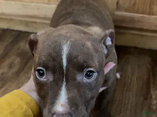 Mixed Breed dogs Mixed Breed Puppy 1 - Ad 29