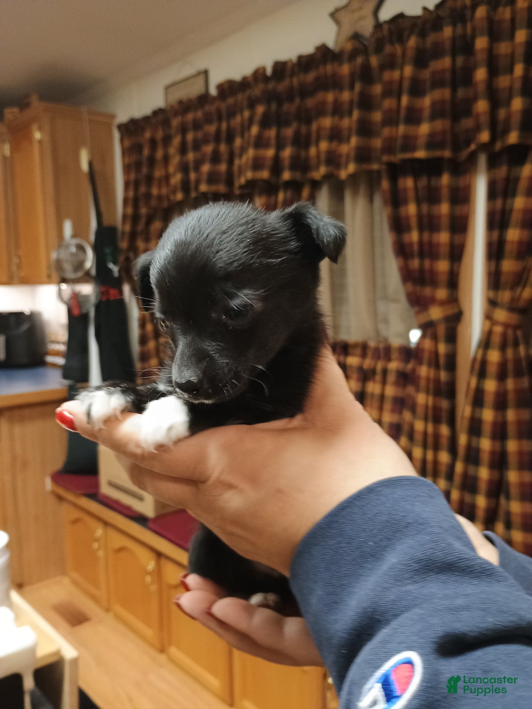 Chihuahua dogs for sale: Pixie - Ad 3