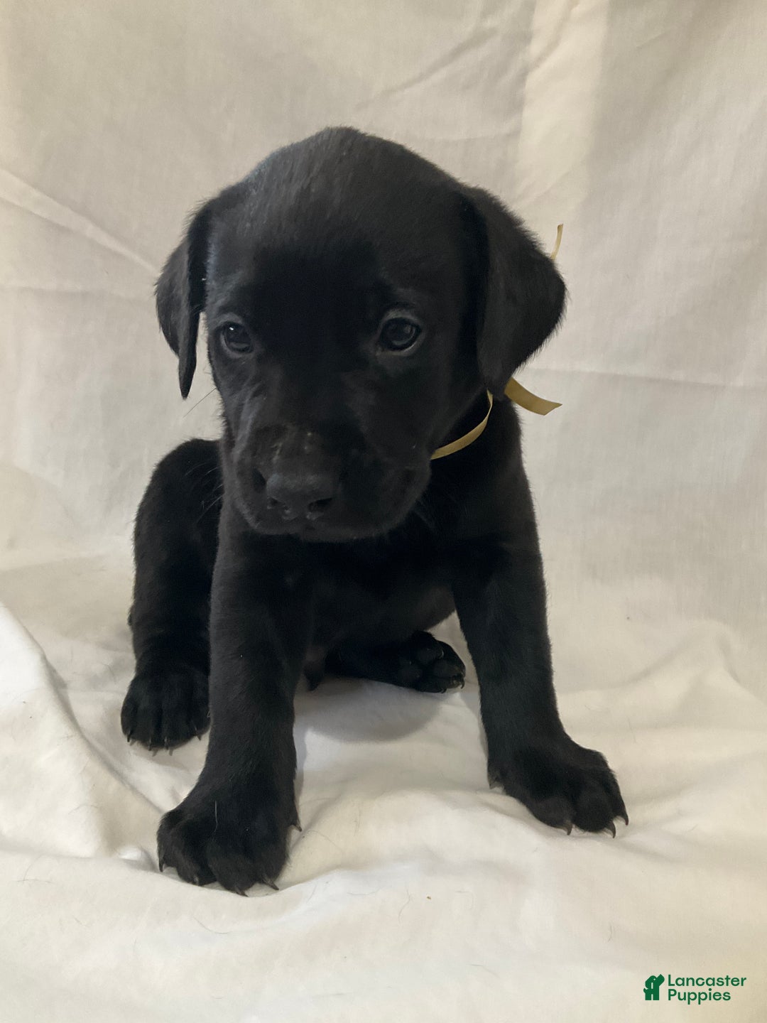 Labrador Retriever dogs for sale: Brody - Ad 1