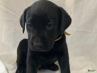 Labrador Retriever dogs Brody - Ad 18