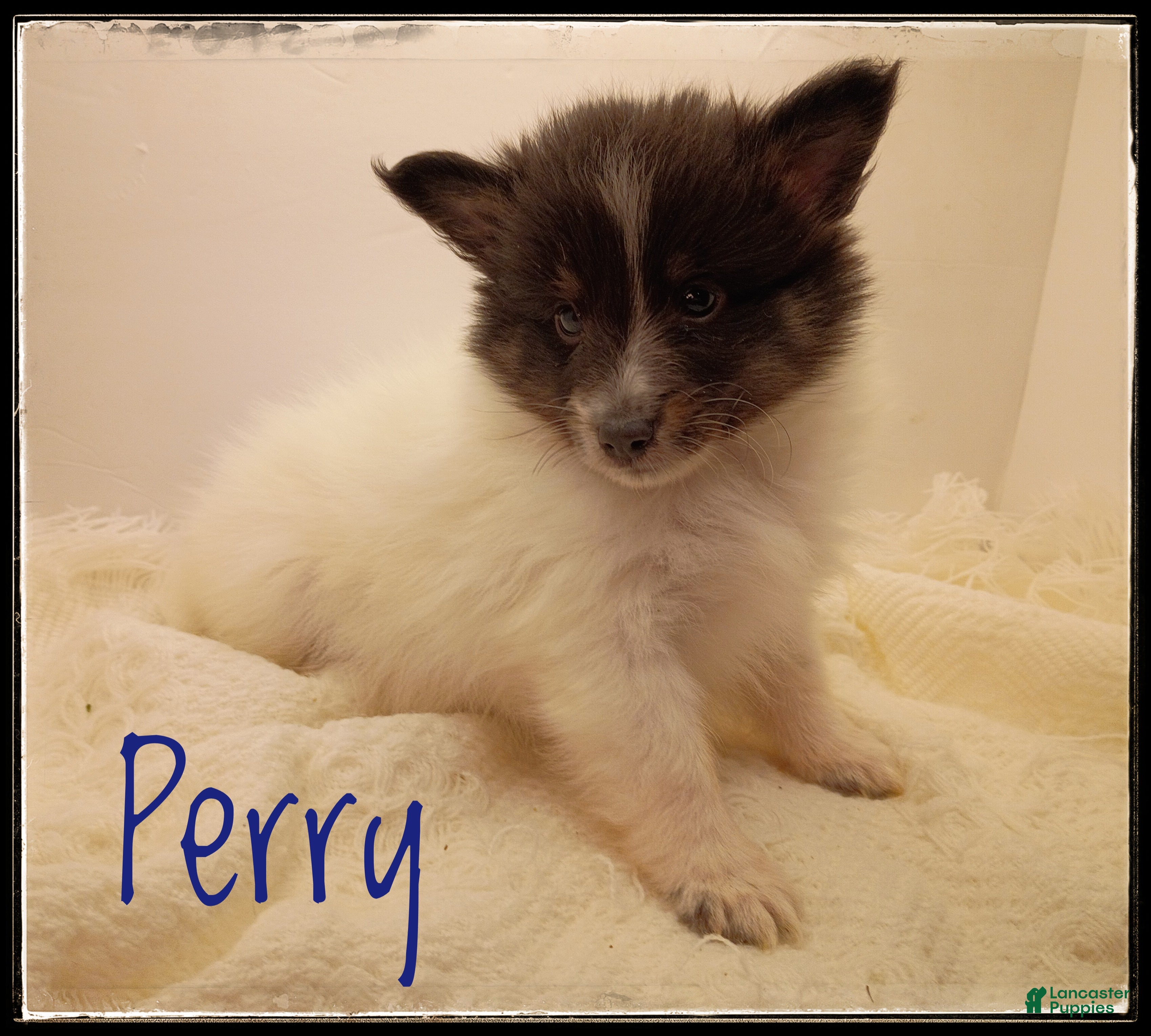 Shetland Sheepdog dogs Peridot (Perry) - Ad 1