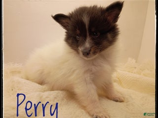 Shetland Sheepdog dogs Peridot (Perry) - Ad 33