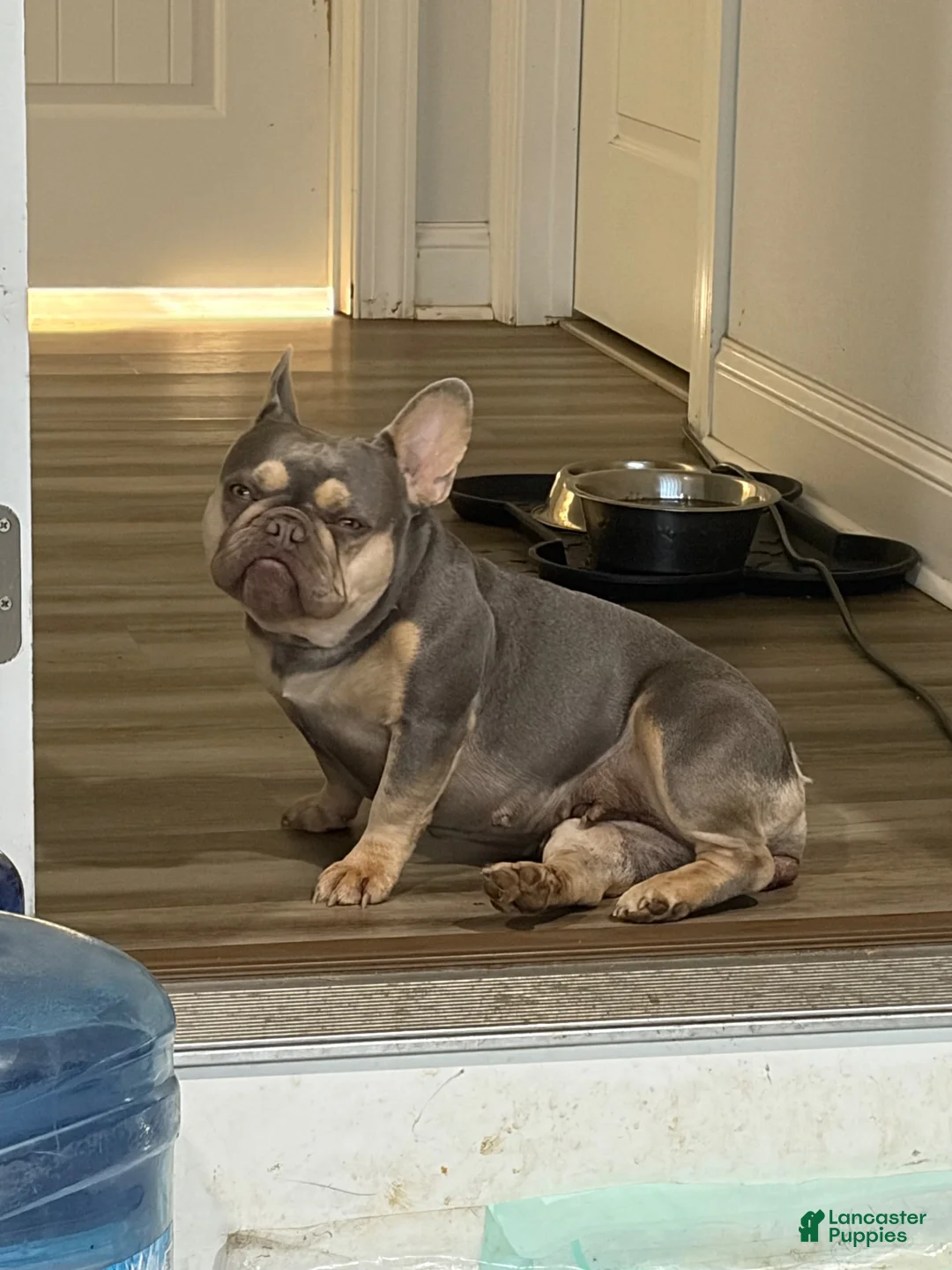 French Bulldog dogs for sale: French Bulldog 2 - Ad 2