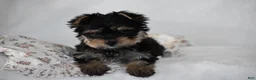 Yorkshire Terrier dogs for sale: Buttons - Ad 5