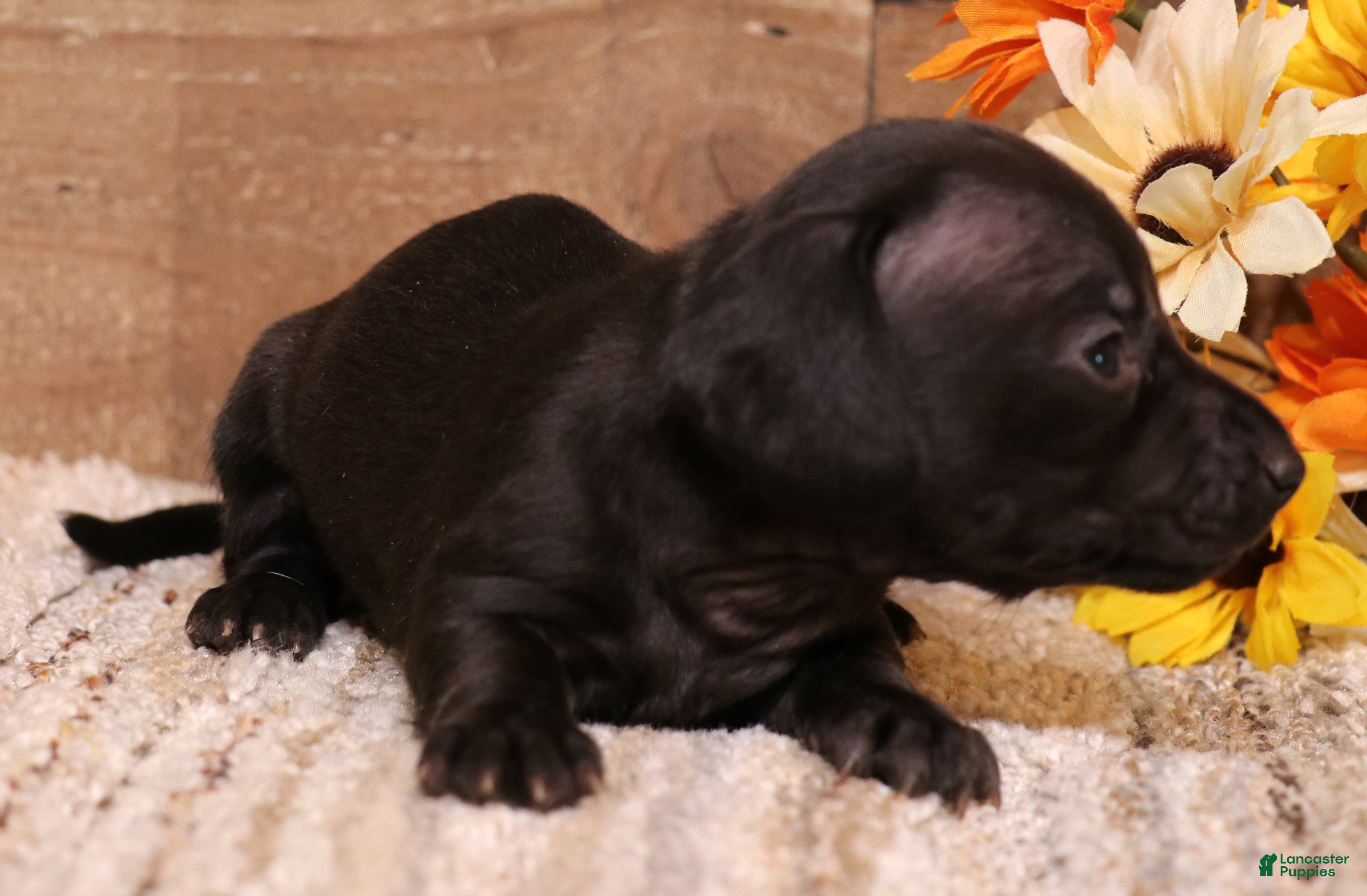 Miniature Dachshund dogs Buffy longhair female - Ad 10