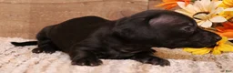 Miniature Dachshund dogs for sale: Buffy smoothcoat female - Ad 1