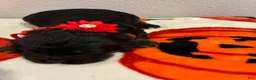 Cockapoo dogs for sale: Cockapoo 4 - Ad 2