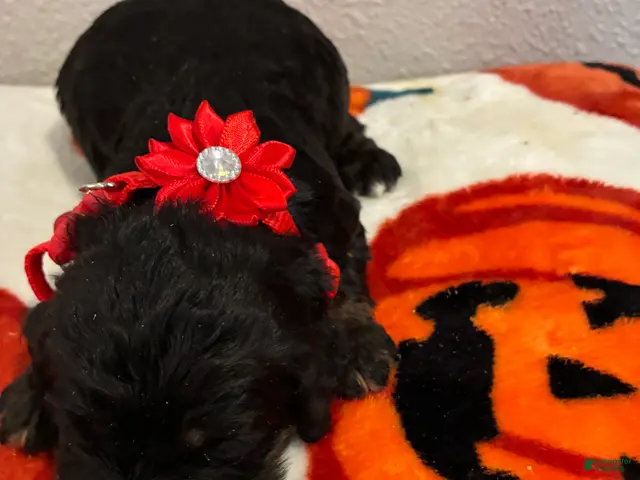Cockapoo dogs Cockapoo 4 - Ad 2