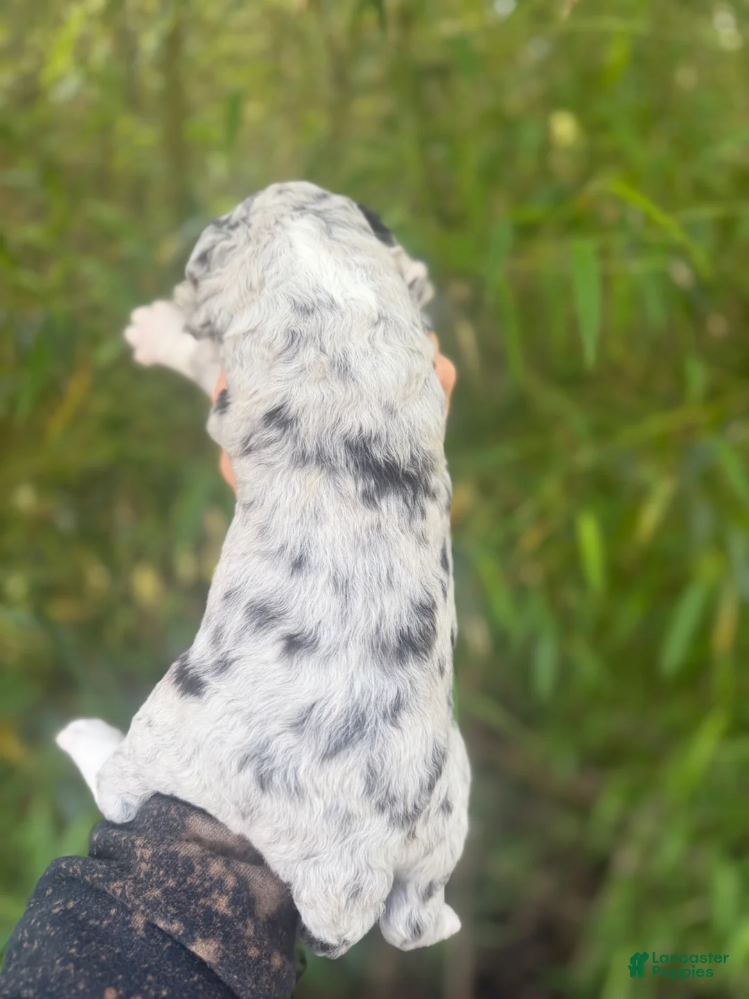 Aussiedoodle dogs for sale: Aussiedoodle Puppy 2 - Ad 2