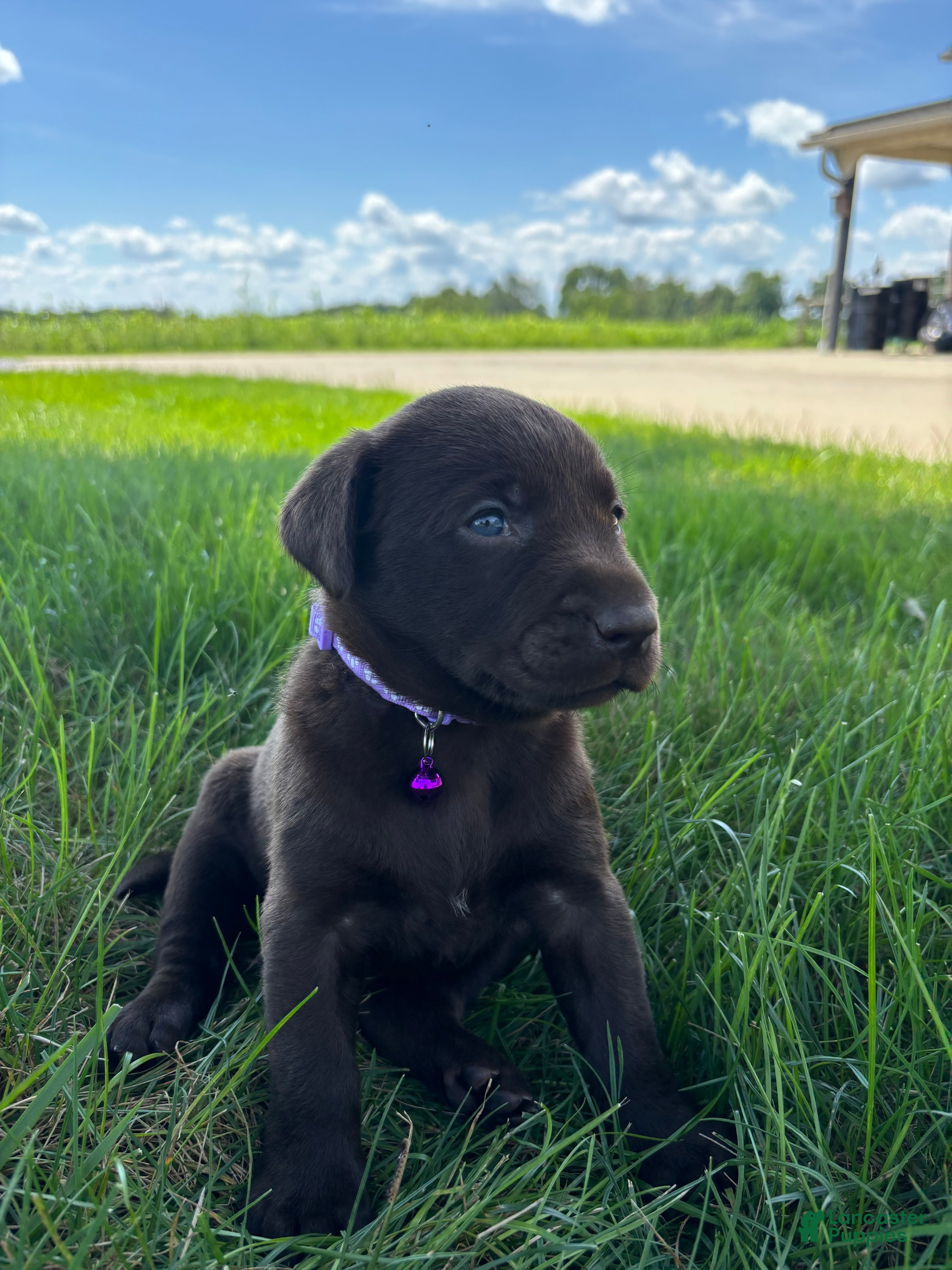 Labrador Retriever dogs Hazel - Ad 2