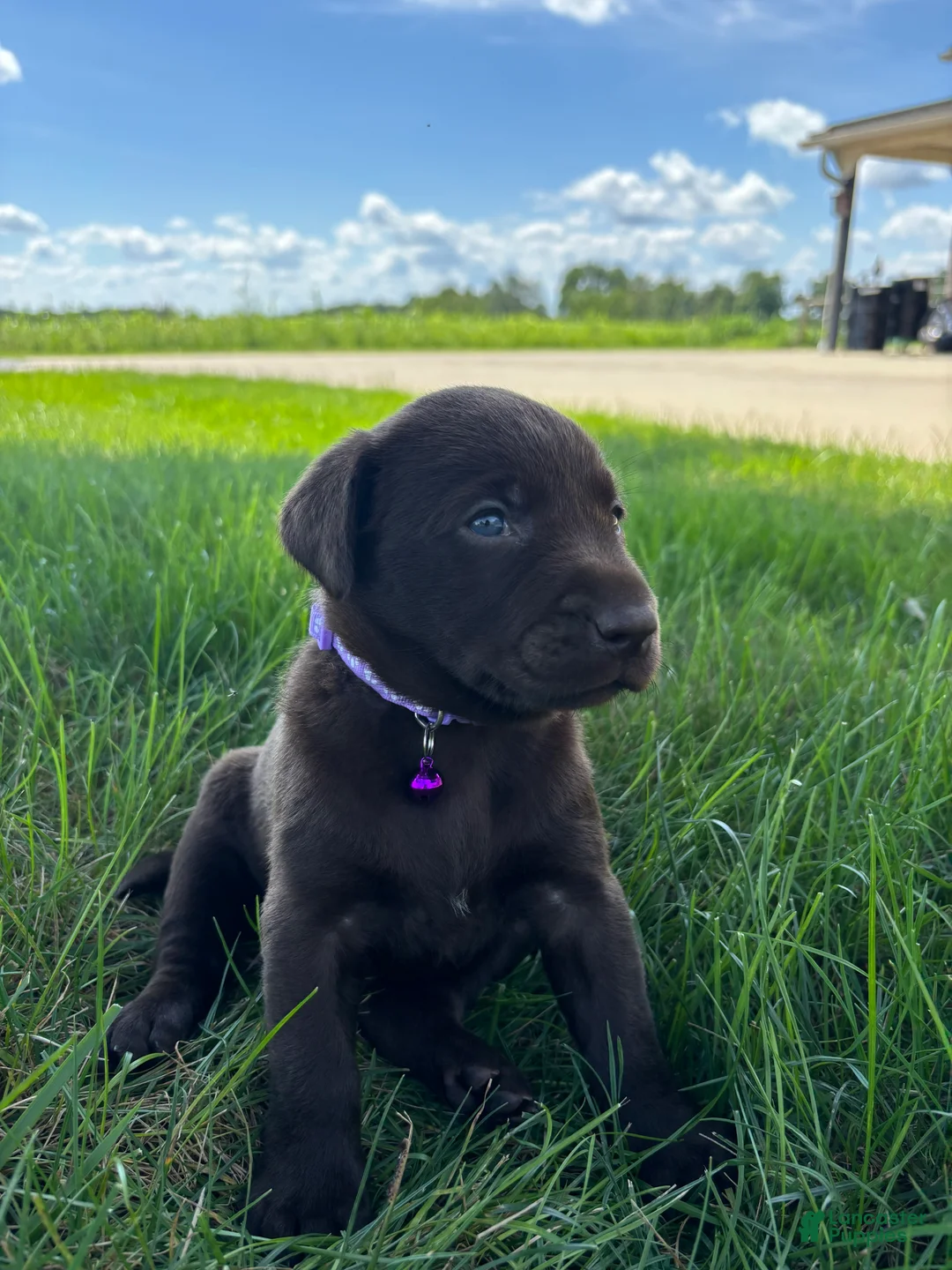 Labrador Retriever dogs for sale: Hazel - Ad 2