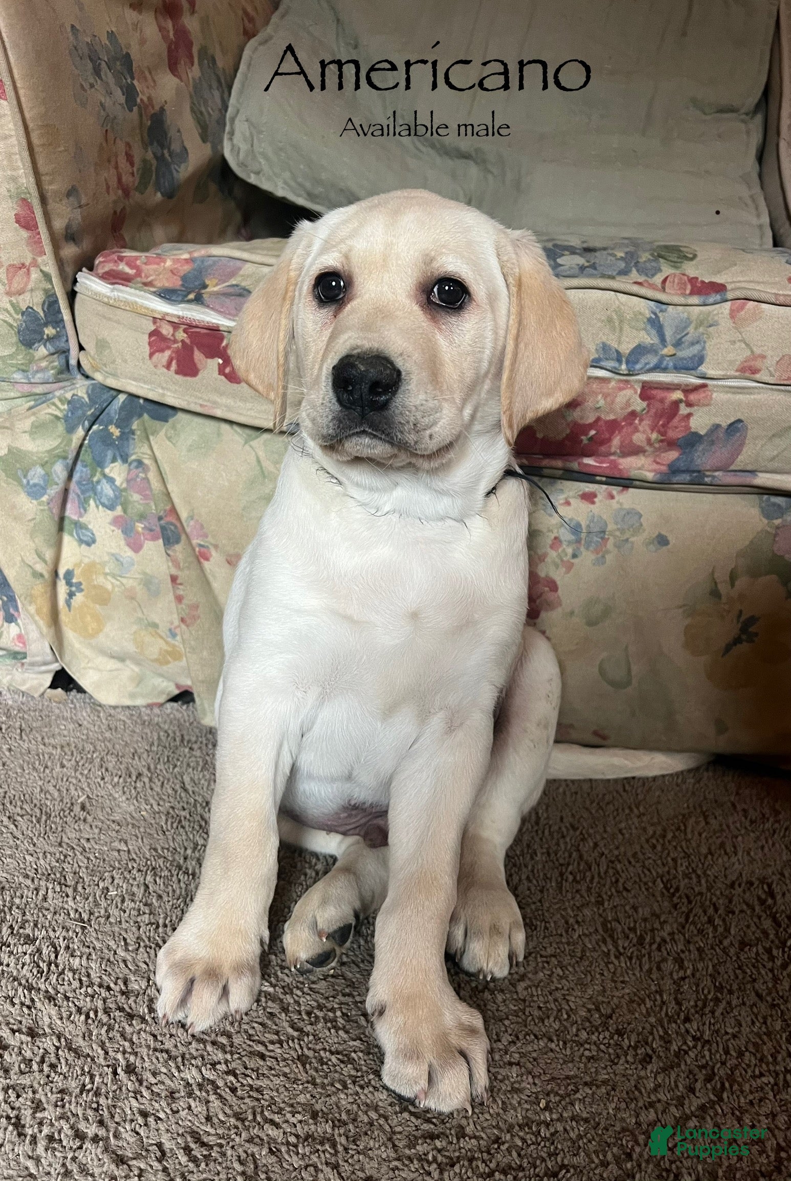 Labrador Retriever dogs Americano - Ad 13