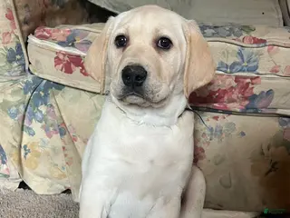 Labrador Retriever dogs Americano - Ad 13