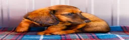 Miniature Dachshund dogs for sale: Bryce - Ad 3