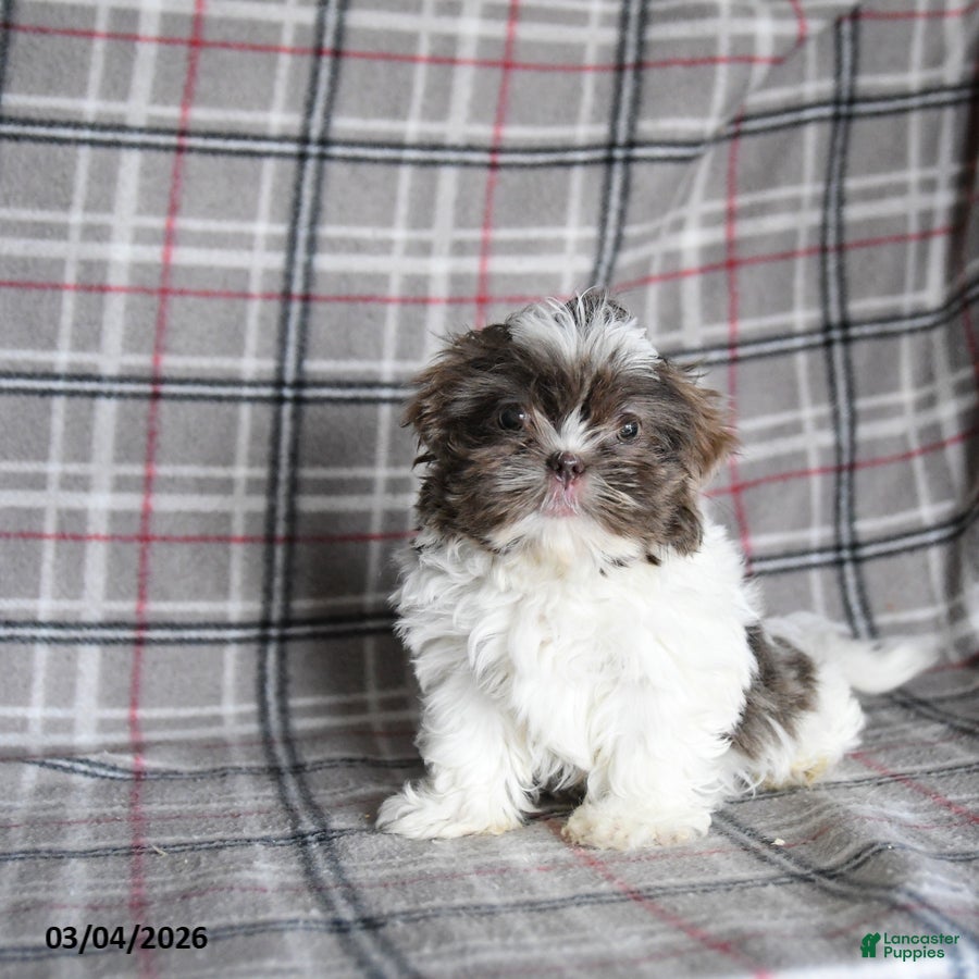 Shih Tzu dogs Waldo  - Ad 2
