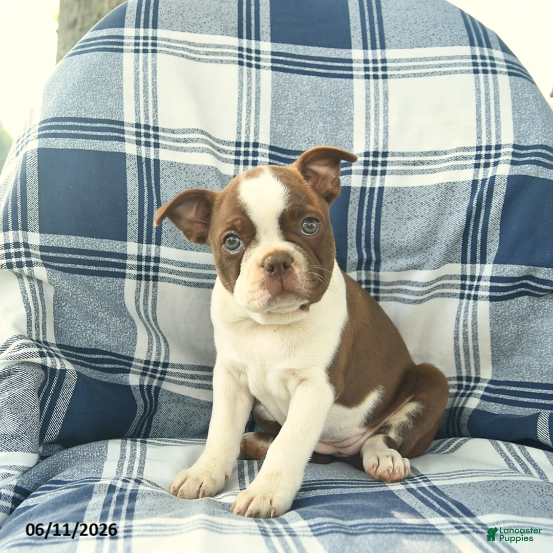 Boston Terrier dogs for sale: Flossy  - Ad 2