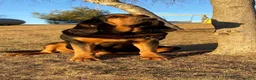 Bloodhound dogs for sale: Brown Collar - Ad 2