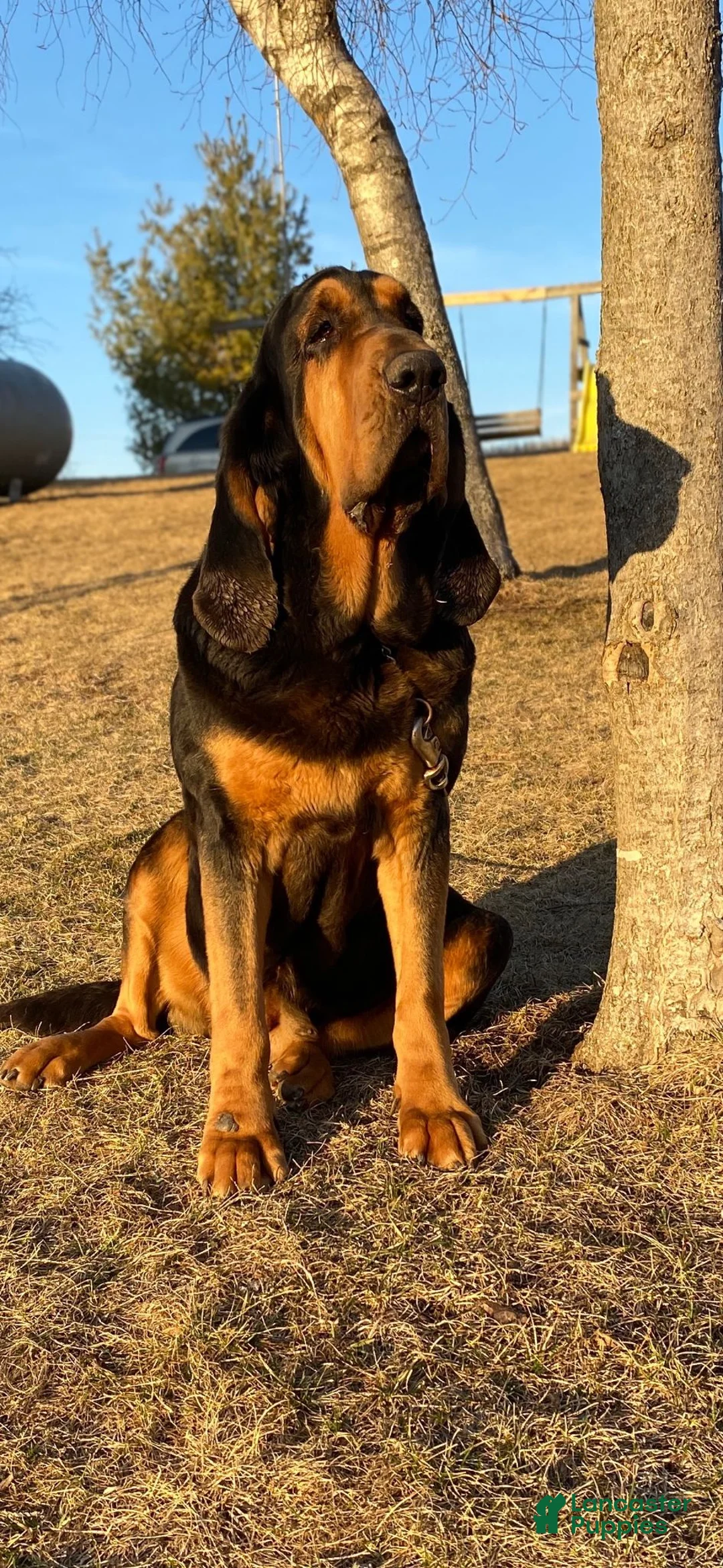 Bloodhound dogs for sale: Brown Collar - Ad 2