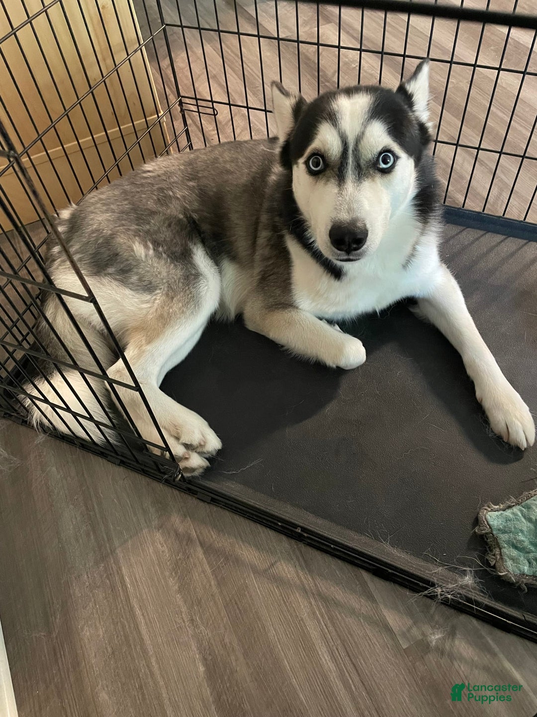 Gallery Image {{count}}